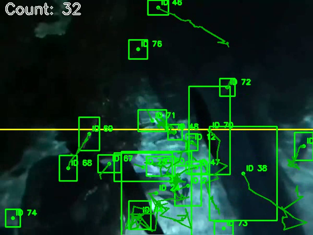 Fish detection overlays in aquarium footage, developed with HUB Ocean