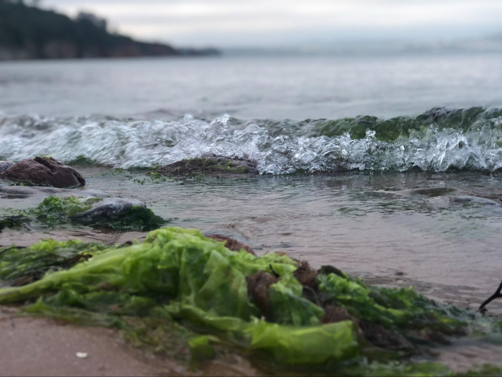 Sargassum from under the surface