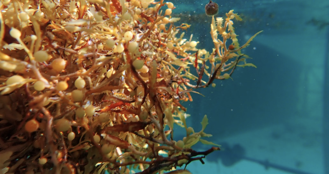 Sargassum from under the surface